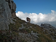 Salita sul PIZZO ARERA (2512 m.) dalla ‘variante alpinistica’ nord, raggiunta dalle Baite di Mezzeno il 24 settembre 2011 - FOTOGALLERY